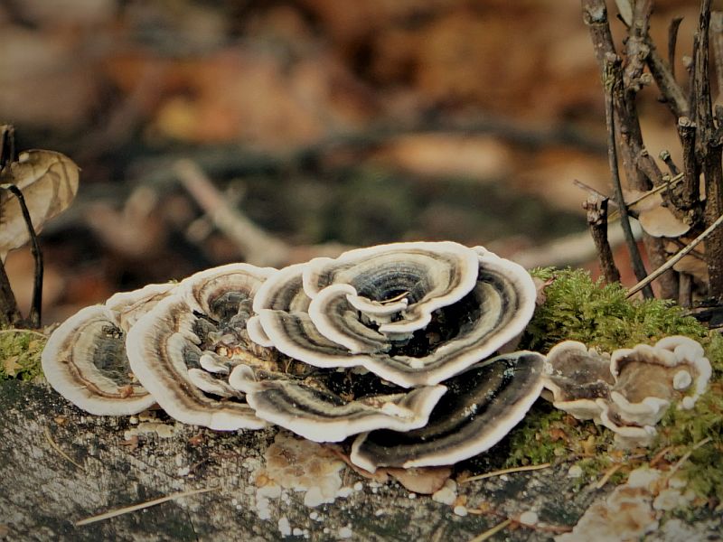 Foto 13 verkleind.jpg - Paddestoelen